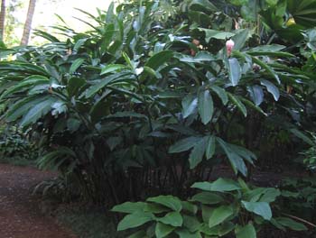 Alpinia purpurata  'Jungle Queen' - 