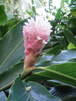 Alpinia purpurata  'Jungle Queen' - Bract with flowers