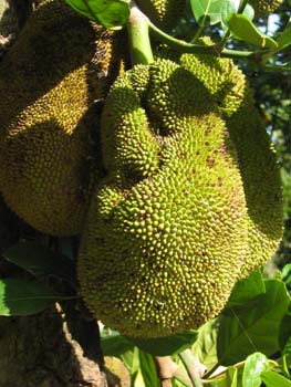 Artocarpus heterophyllus   - 