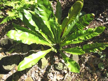 Asplenium nidus   - Bird's nest fern, axial view