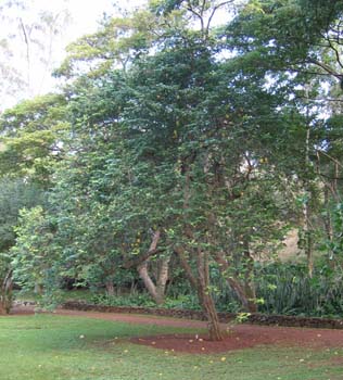 Averrhoa carambola   - Habit