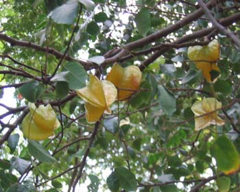 Averrhoa carambola   - Fruiting branch seen from below