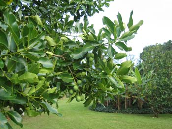 Calophyllum inophyllum   - 
