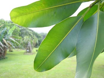 Calophyllum inophyllum   - 