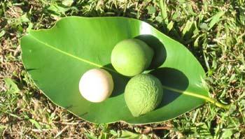 Calophyllum inophyllum   - fruit on leaf