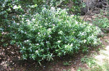 Catharanthus roseus   - 