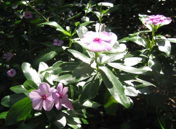 Catharanthus roseus   - 