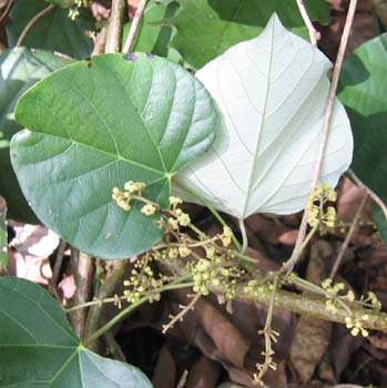 Chondrodendron tomentosum   - Vine detail with leaves (front and back) and flowers