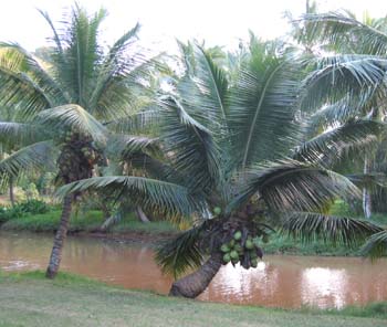 Cocos nucifera   - Dwarf coconut, full view