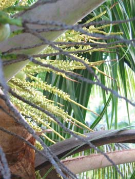 Cocos nucifera   - 