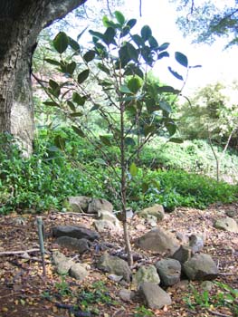 Coffea mauritiana   - Habit