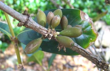 Coffea mauritiana   - Fruiting branch, immature fruits