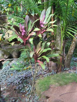 Cordyline fruiticosa   - Habit, colored leaf form in flower