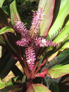 Cordyline fruiticosa   - Colored leaf form, in flower
