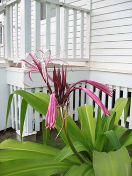 Crinum augustum   - Queen Emma lily in front of her house