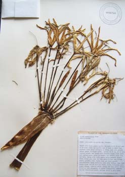 Crinum pedunculatum   - 