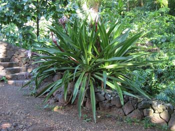 Crinum pedunculatum   - Habit, purple flowering form