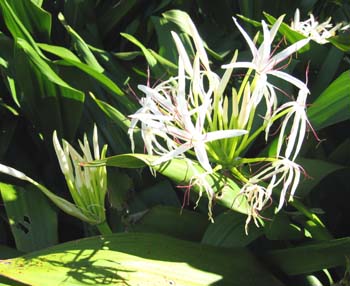 Crinum pedunculatum   - Form with white flowers