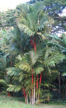 Cyrtostachys renda   - 