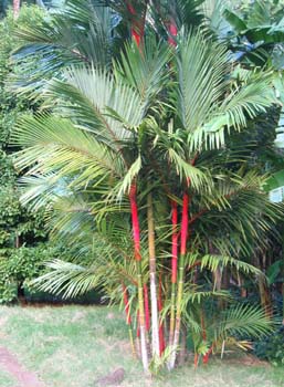 Cyrtostachys renda   - 