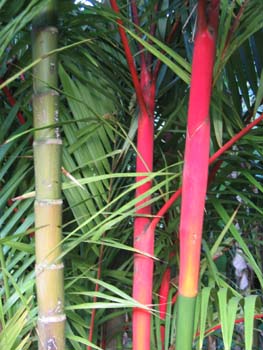 Cyrtostachys renda   - 