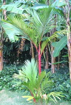 Cyrtostachys renda   - Sealing wax palm, young tree