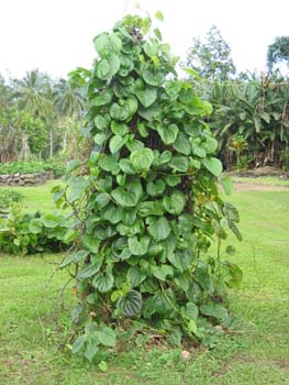 Dioscorea bulbifera   - 
