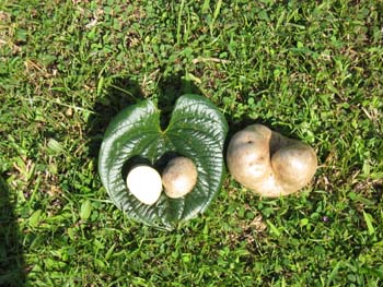 Dioscorea bulbifera   - Bitter yam, fruit detail