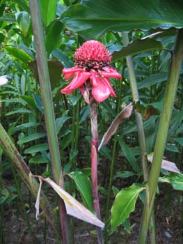 Etlingera elatior   - Inflorescence and pseudostems