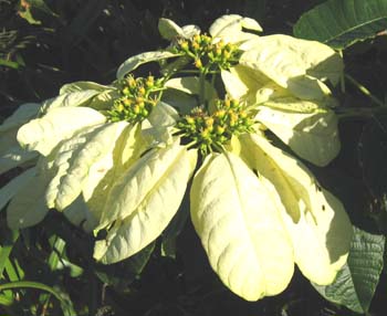 Euphorbia pulcherrima   - 