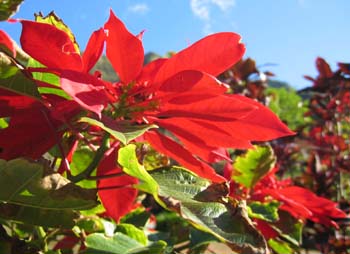 Euphorbia pulcherrima   - 