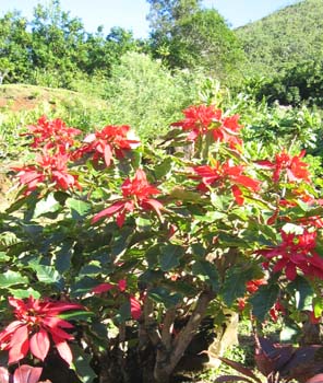 Euphorbia pulcherrima   - 