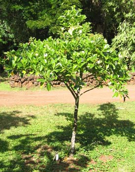 Fagraea berteroana   - Habit, young tree