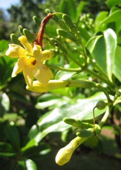 Fagraea berteroana   - Inflorescence with buds and flowers