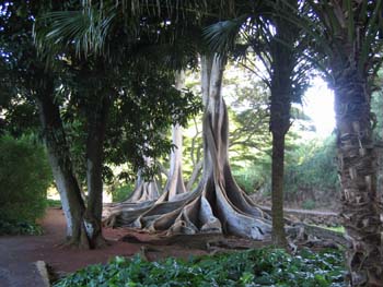 Ficus macrophylla   - 