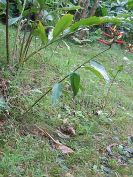Heliconia hirsuta  'Burle Marx' - 