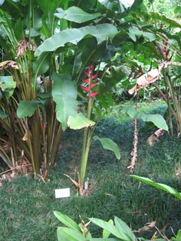 Heliconia orthotricha   - 