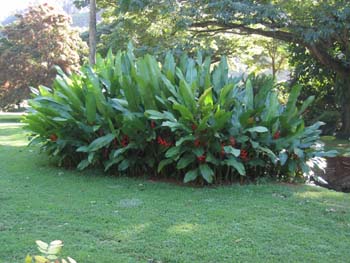 Heliconia stricta  'Firebird' - 