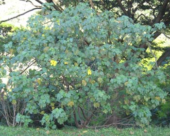 Hibiscus brackenridgei subsp. brackenridgei  - 