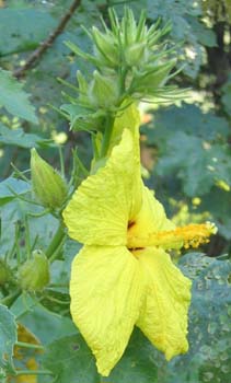 Hibiscus brackenridgei subsp. brackenridgei  - 