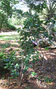 Hibiscus genevii   - 