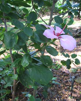 Hibiscus genevii   - 
