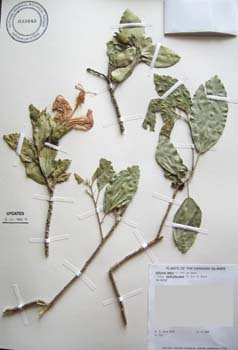 Hibiscus kokio subsp. saintjohnianus  - 