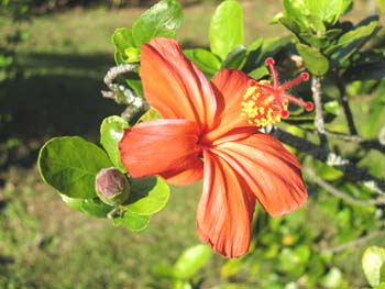 Hibiscus kokio subsp. saintjohnianus  - Orange flowering