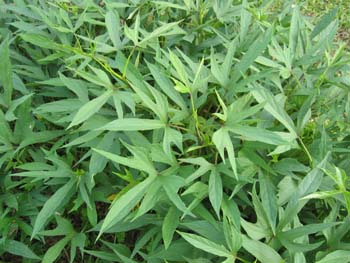 Ipomoea batatas   - 