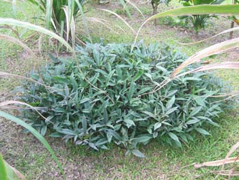 Ipomoea batatas   - 