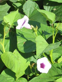 Ipomoea batatas   - 