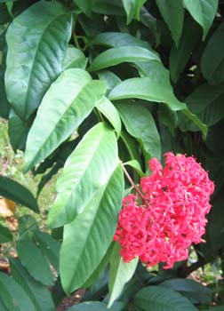 Ixora casei   - 