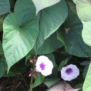 Ipomoea batatas   - Sweet potato leaf and flower detail