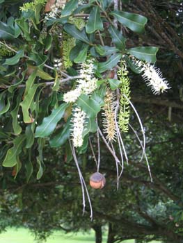 Macadamia integrifolia   - Flowers and fruit